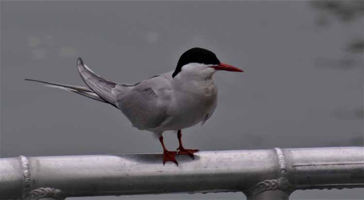 common tern